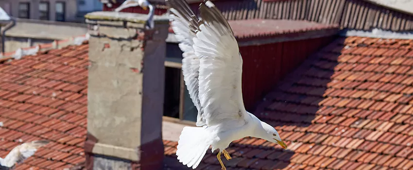 Residential Chimney Animal Removal Solution in Clermont, FL