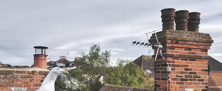Chimney Cleaning And Restoration in Clermont, Florida